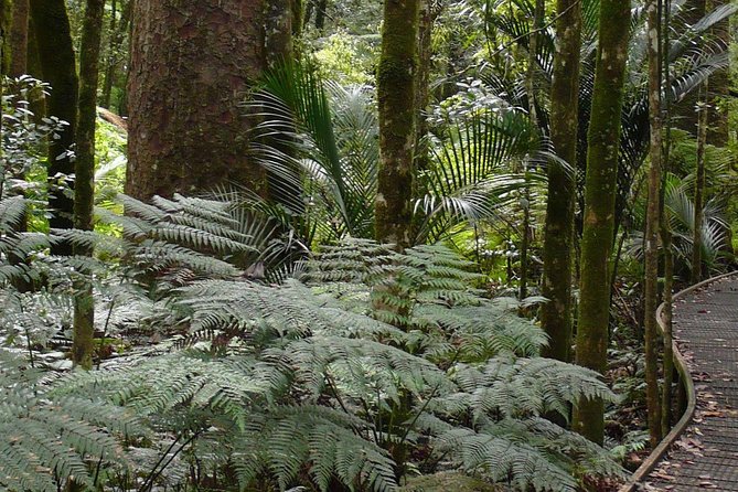 Bay of Islands Glow Worm Caves & Scenic Shore Excursion - A compact route with useful commentary