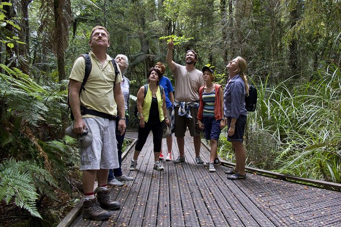 Bay of Islands Shore Excursion: Puketi Rainforest Guided Walk - Key points at a glance