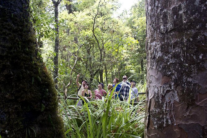 Bay of Islands Shore Excursion: Puketi Rainforest Guided Walk - Why Puketi is worth leaving the Bay of Islands