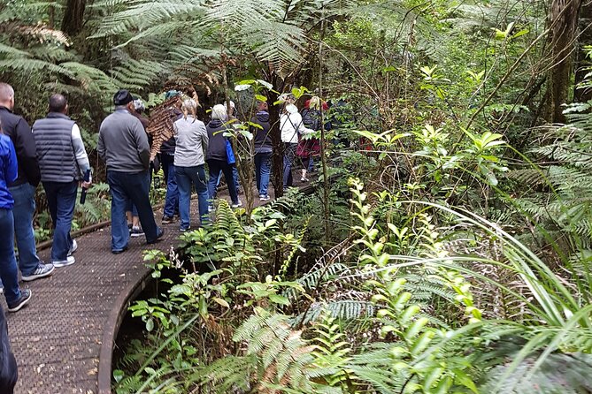 Bay of Islands Shore Excursion: Puketi Rainforest Guided Walk - What the $157.01 price buys you