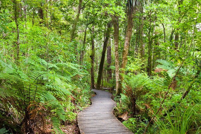 Bay of Islands Shore Excursion: Puketi Rainforest Guided Walk - Cruise timing and the return-to-ship promise