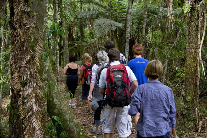 Bay of Islands Shore Excursion: Puketi Rainforest Guided Walk - The drive from Waitangi Wharf
