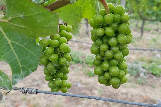 Beyond the Vines - Full-Day Marlborough Wine Tasting Tour - Should You Book Beyond the Vines?
