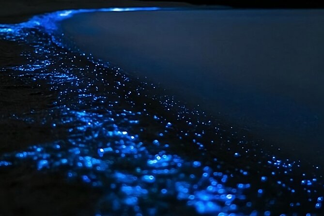 Bioluminescence Kayak Tour - Est. 1994 - Why Auckland’s night water can glow