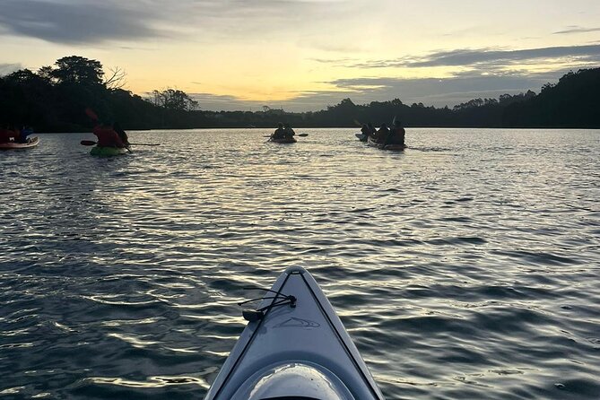 Bioluminescence Kayak Tour - Est. 1994 - Paddling into the Long Bay-Okura Marine Reserve
