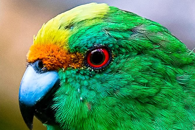 Bird Watching and Dolphin Eco-Tour to Blumine Island - Starting at E-Ko Tours in Picton