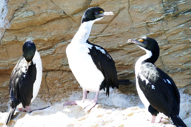 Bird Watching and Dolphin Eco-Tour to Blumine Island - Landing on the predator-free island