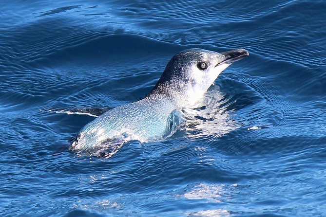 Bird Watching and Dolphin Eco-Tour to Blumine Island - The possibility of blue penguin chicks