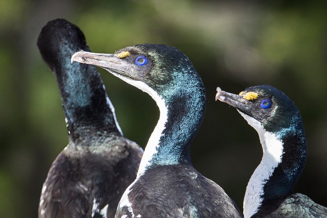 Bird Watching and Dolphin Eco-Tour to Blumine Island - What the guides add to the experience