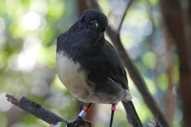 Bird Watching and Dolphin Eco-Tour to Blumine Island - Weather, walking, and comfort