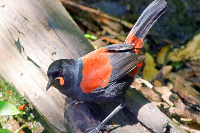 Bird Watching and Dolphin Eco-Tour to Blumine Island - Who should book this outing?