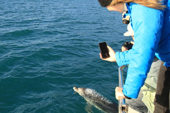 Bird Watching and Dolphin Eco-Tour to Blumine Island - Cruising through Queen Charlotte Sound