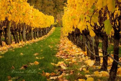 Blenheim Half day Wine Tour