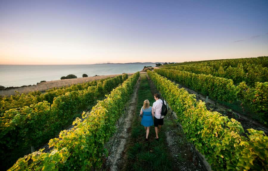 Blenheim/Renwick: Marlborough Half-Day Wine Tour with Lunch - Why four hours works well in Marlborough