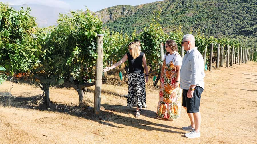 Boutique Winery Half-Day Tour & Vineyard Platter-Style Lunch - Four vineyards, four different stops