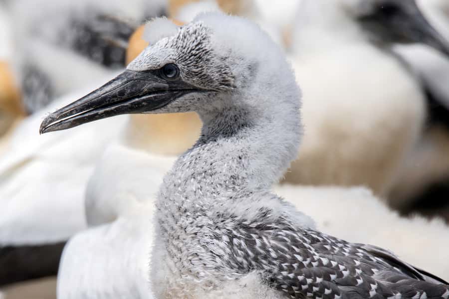 Cape Kidnappers Gannet Colony Private Tour - Cliff tops, Hawke’s Bay views, and ancient rock