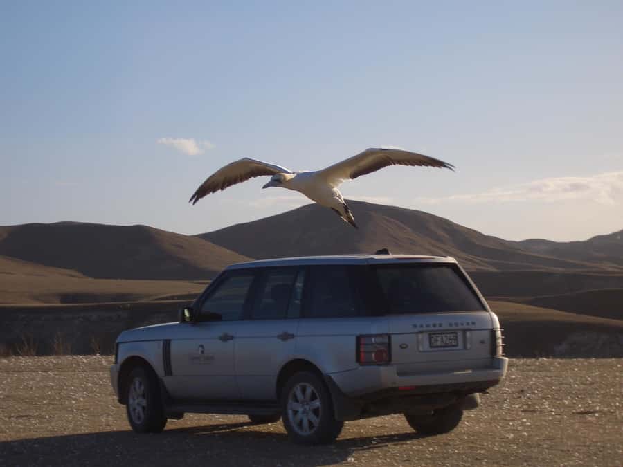 Cape Kidnappers Gannet Colony Private Tour - The road through a working farm