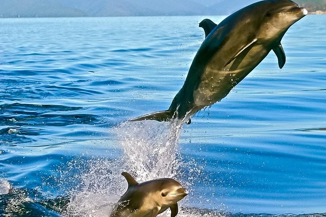 Captain Cook and Dolphin Cruise - Why the Marlborough Sounds scenery matters