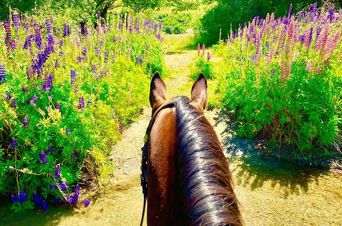 Cardrona High Country Pub Trail Horse Trek (Intermediate level+) - A drink at the historic Cardrona Hotel