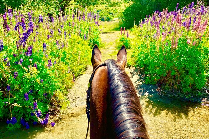 Cardrona High Country Pub Trail Horse Trek (Intermediate level+) - Who should book this ride?