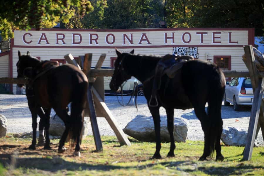 Cardrona Valley: Horse Trekking Experience - Starting at the Bra Fence in Cardrona Valley