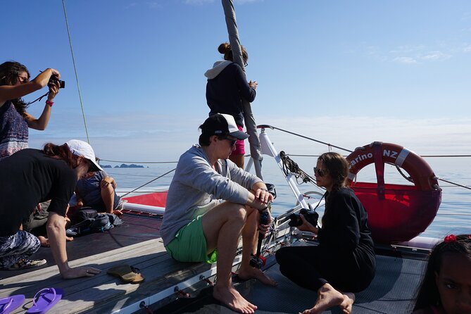 Carino Wildlife Cruises - Island and Wildlife Day Cruise - Snorkeling in the Bay of Islands