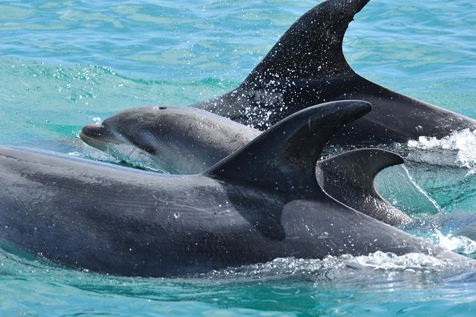 Carino Wildlife Cruises - Island and Wildlife Day Cruise - The island stop brings the day ashore
