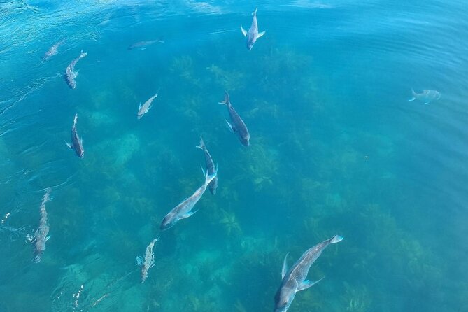 Cathedral Cove 2 Hour Guided Tour Explore Marine Wonders - Marine life and snorkeling equipment