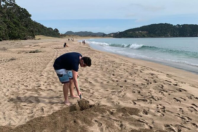 Cathedral Cove and Hot Water Beach Scenic Day Tour from Auckland - The real cost of the $372.34 price