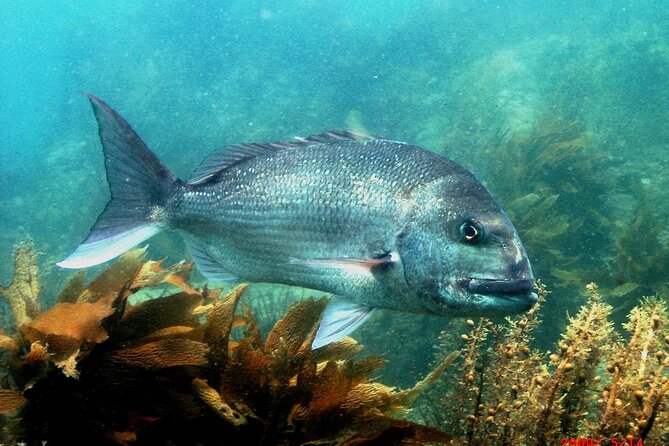 Cathedral Cove Dive & Snorkel- Marine Reserve specialised trips - Why this boat reaches better snorkeling spots