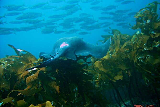 Cathedral Cove Dive & Snorkel- Marine Reserve specialised trips - Who will get the most from this experience