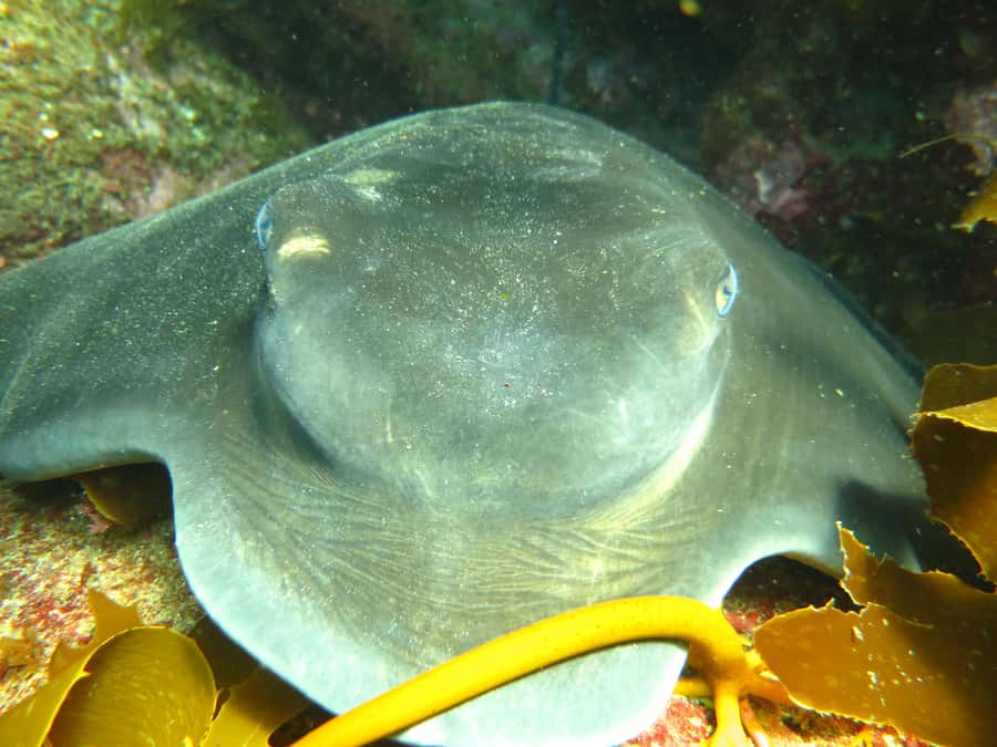Cathedral Cove Marine Reserve: Snorkeling Boat Trip - Should you book the Hahei snorkeling boat?
