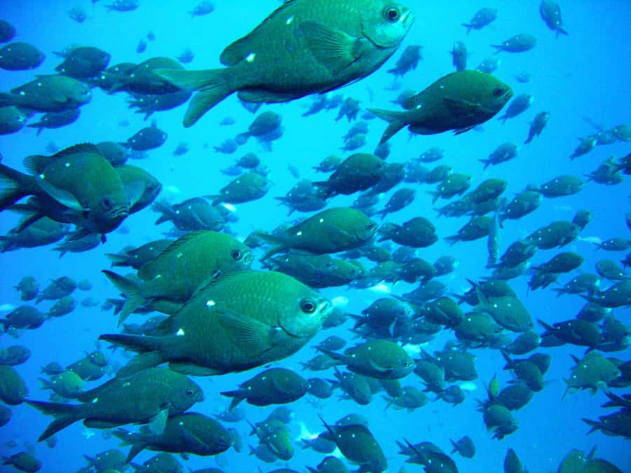 Cathedral Cove Marine Reserve: Snorkeling Boat Trip - Finding the right snorkeling water