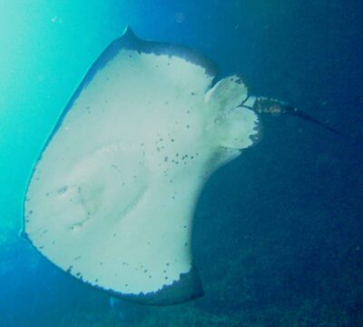 Cathedral Cove Marine Reserve: Snorkeling Boat Trip