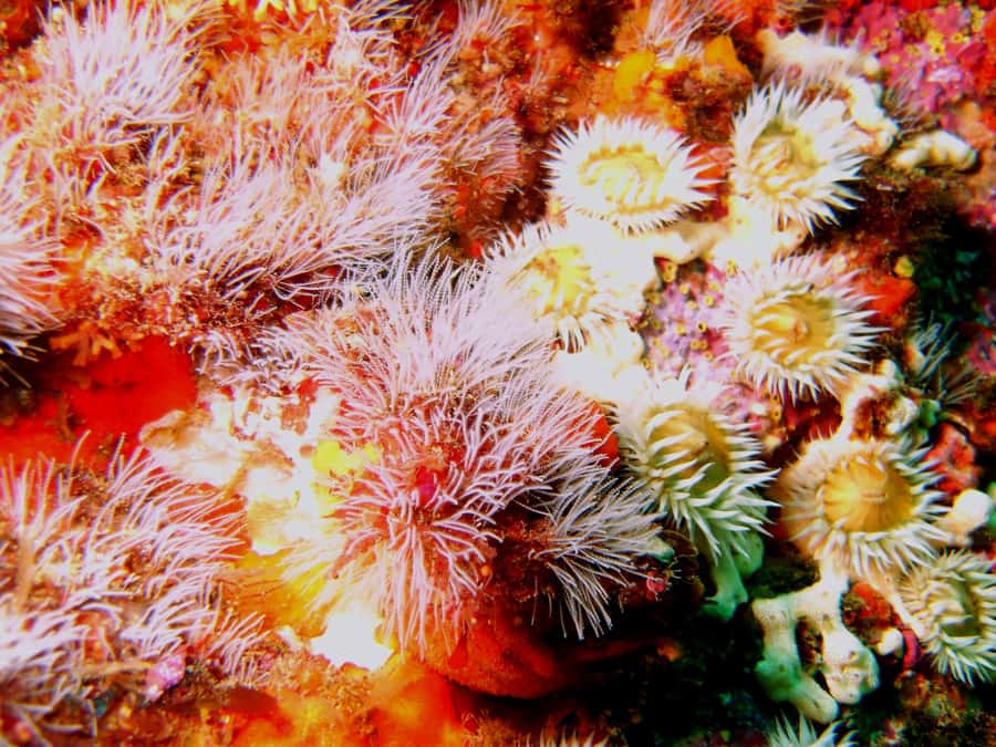 Cathedral Cove Marine Reserve: Snorkeling Boat Trip - Weather can decide the day
