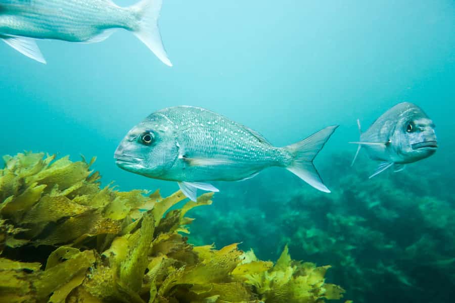 Cathedral Cove Marine Reserve: Snorkeling Boat Trip - Who will enjoy this most