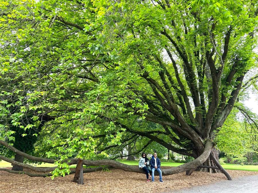 Christchurch City Top Spots Half Day Tour(Small Group Tour) - Finishing with art and Gothic Revival buildings