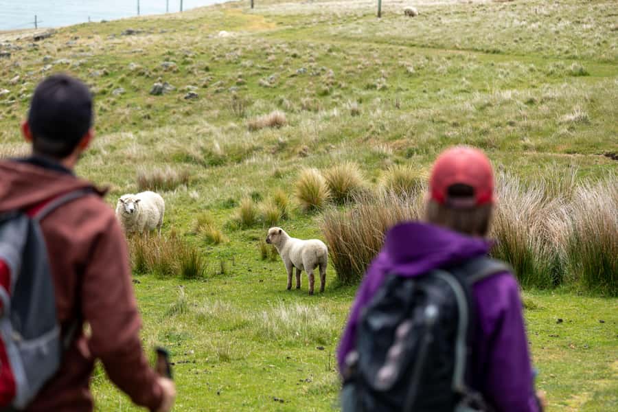 Christchurch: Godley Head & Lyttelton Guided Walking Tour - Taylors Mistake starts the main walk