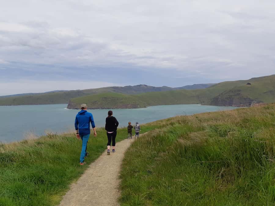 Christchurch: Godley Head & Lyttelton Guided Walking Tour - The optional penguin colony and coastal wildlife
