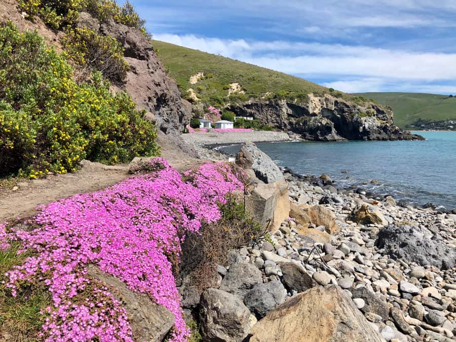 Christchurch: Guided Crater Rim Walk with Coastal Scenery - Walking the Godley Head crater rim