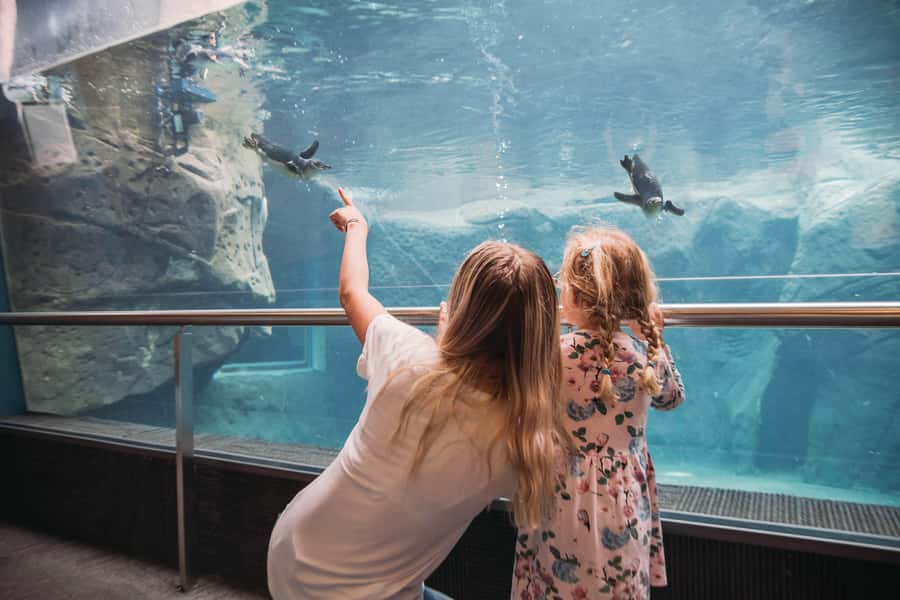Christchurch International Antarctic Centre Entry Tickets - The Storm Experience at -18°C