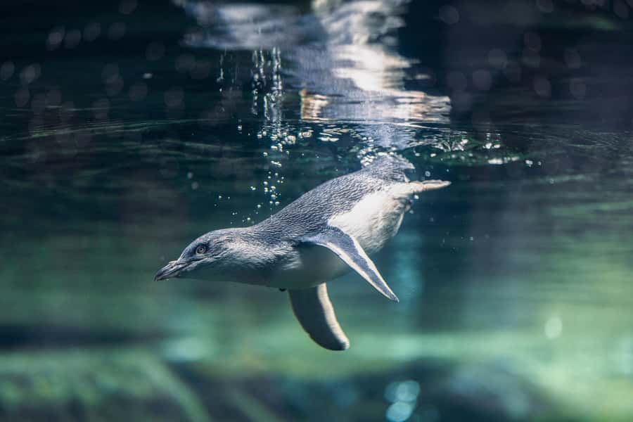 Christchurch International Antarctic Centre Entry Tickets - The Hägglund Ride: The Biggest Burst of Fun