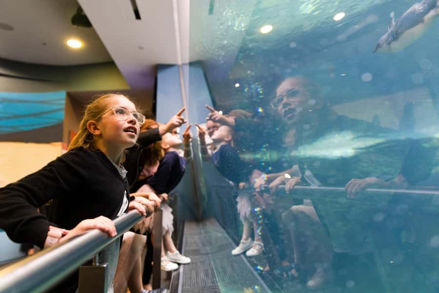 Christchurch International Antarctic Centre Entry Tickets - Husky Dogs and the Human Side of Polar Travel