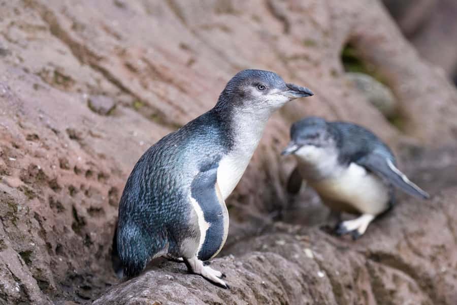 Christchurch International Antarctic Centre Entry Tickets - Ice Voyage, the 4D Theatre