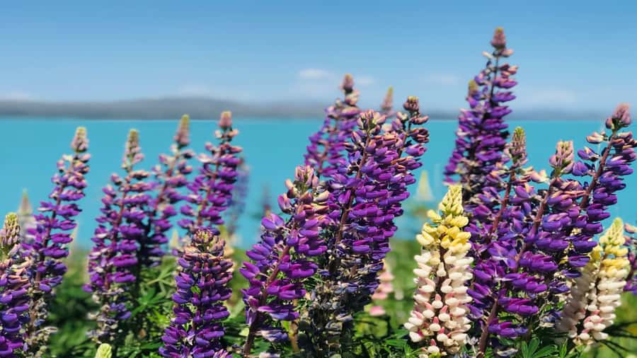 Christchurch: Mt Cook & Tekapo Small-Group Tour (incl Lunch) - Why this Christchurch to Mt Cook tour works
