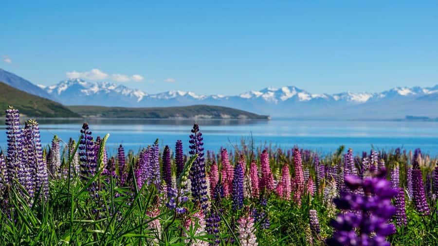 Christchurch: Mt Cook & Tekapo Small-Group Tour (incl Lunch) - Lake Pukaki and the approach to Aoraki