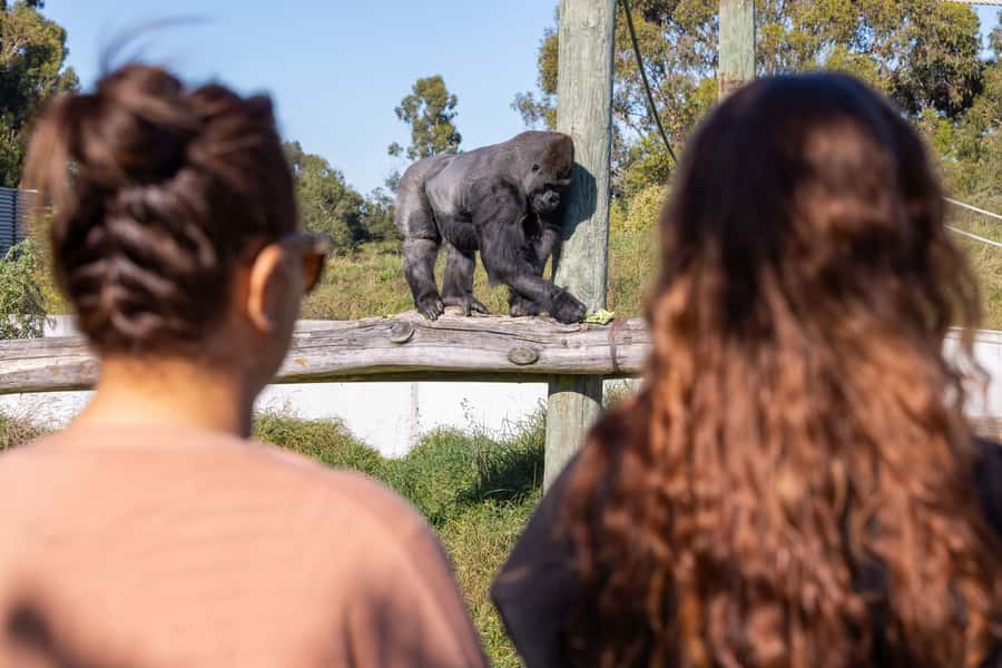 Christchurch: Orana Wildlife Park Admission - Why Orana feels different from a standard zoo
