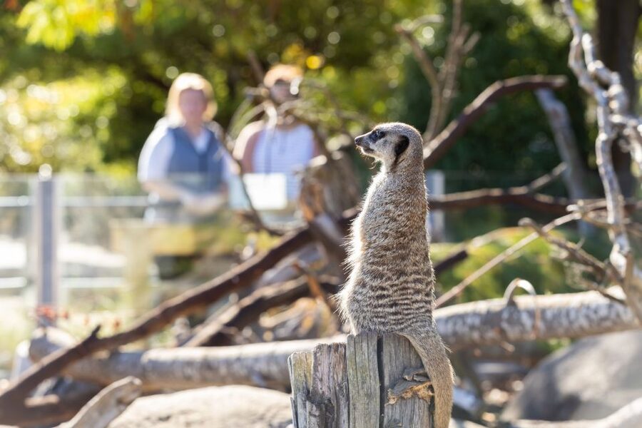 Christchurch: Orana Wildlife Park Admission - Is the $23 admission good value?