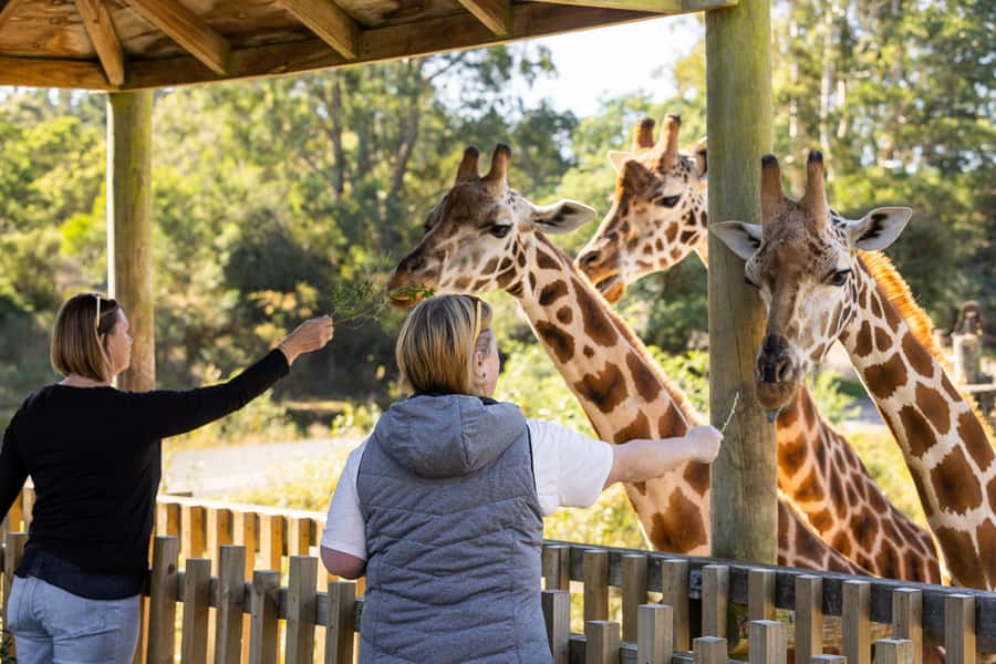 Christchurch: Orana Wildlife Park Admission - Start at 10 AM and use the presentation schedule