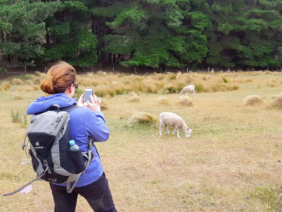 Christchurch: Packhorse Hut Guided Walk and Scenic Drive - Key points to know before booking